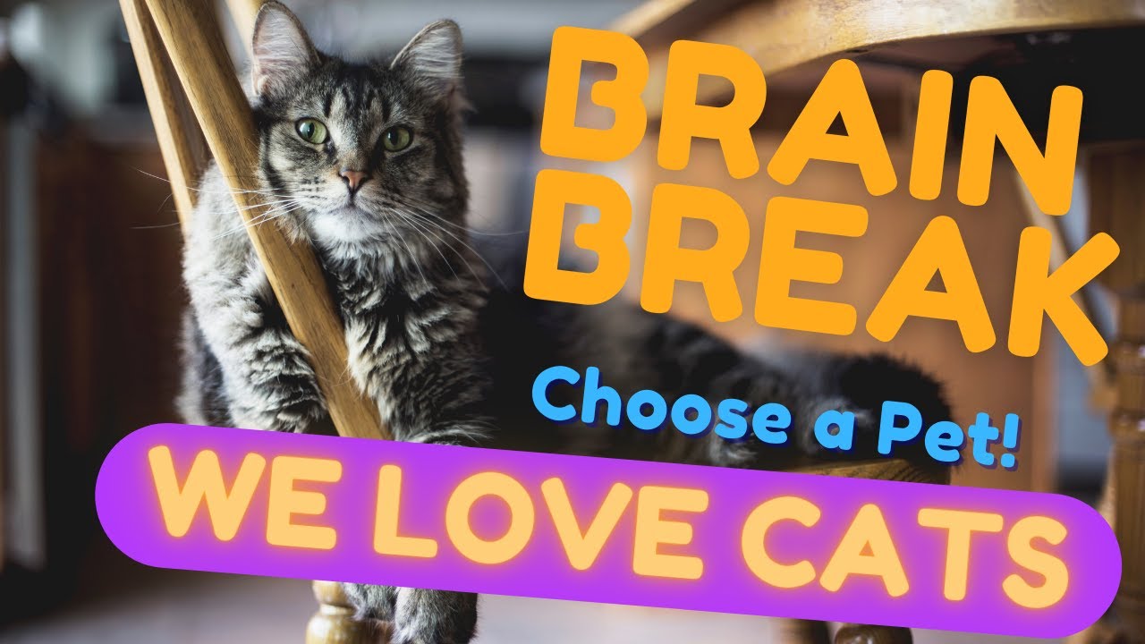 FAVORITE CATS: WOULD YOU RATHER: BRAIN BREAK Exercise for the classroom and PE