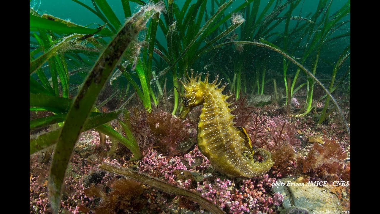 Br&egrave;ves de nature_R&eacute;serve naturelle_presqu'&icirc;le de Crozon n&deg;7 : la faune marine de l'estran breton