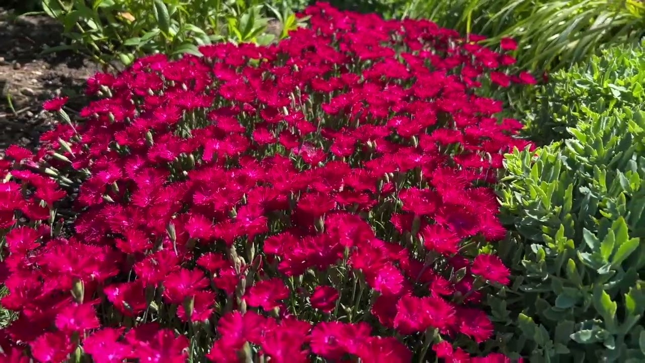 Paint the Town Red Dianthus