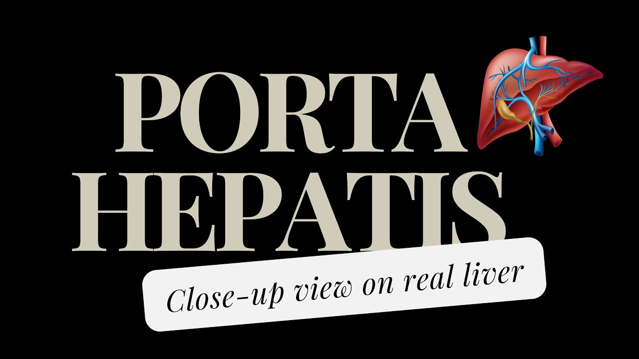 Contents of porta hepatis, Close-up view #anatomyofliver #liveranatomy #portahepatisanatomy