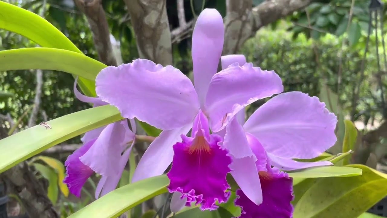 Orchids in Carmen de Apicala Colombia (300m above sea level 30 degrees celcius)