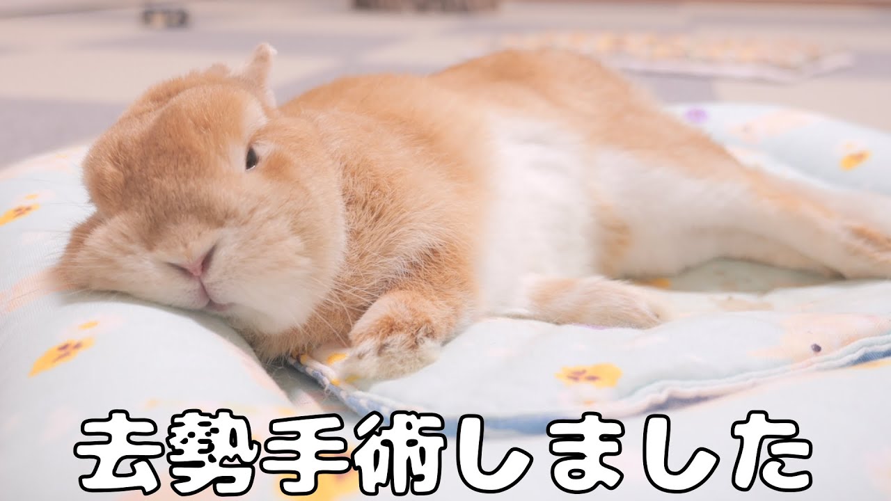 実は数ヶ月前に去勢の手術をしました【No.1065】