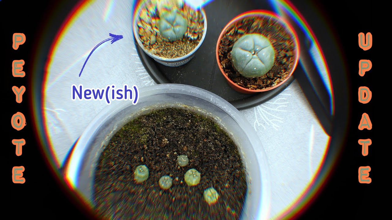 Peyote Update | January 2026 | Lophophora williamsii | New(ish) addition...