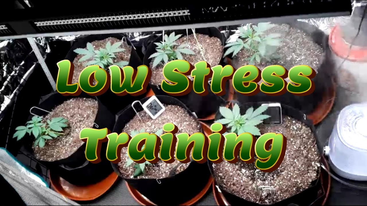 Week 4 Auto Flower Grow (Low Stress Training) [Fox Farm, Mephisto, Ethos]