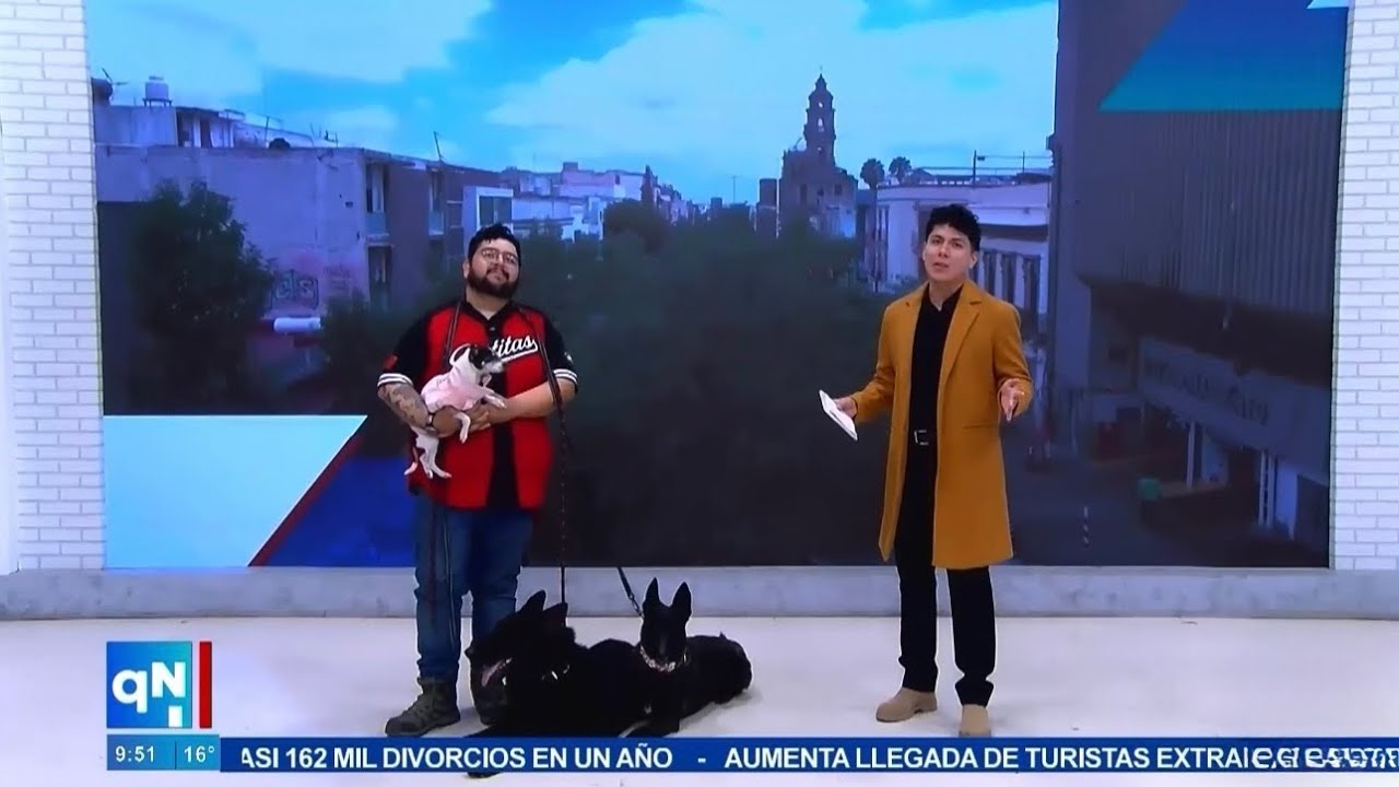 Perritos en Navidad. Patitas club canino en Quiero TV 💙📺