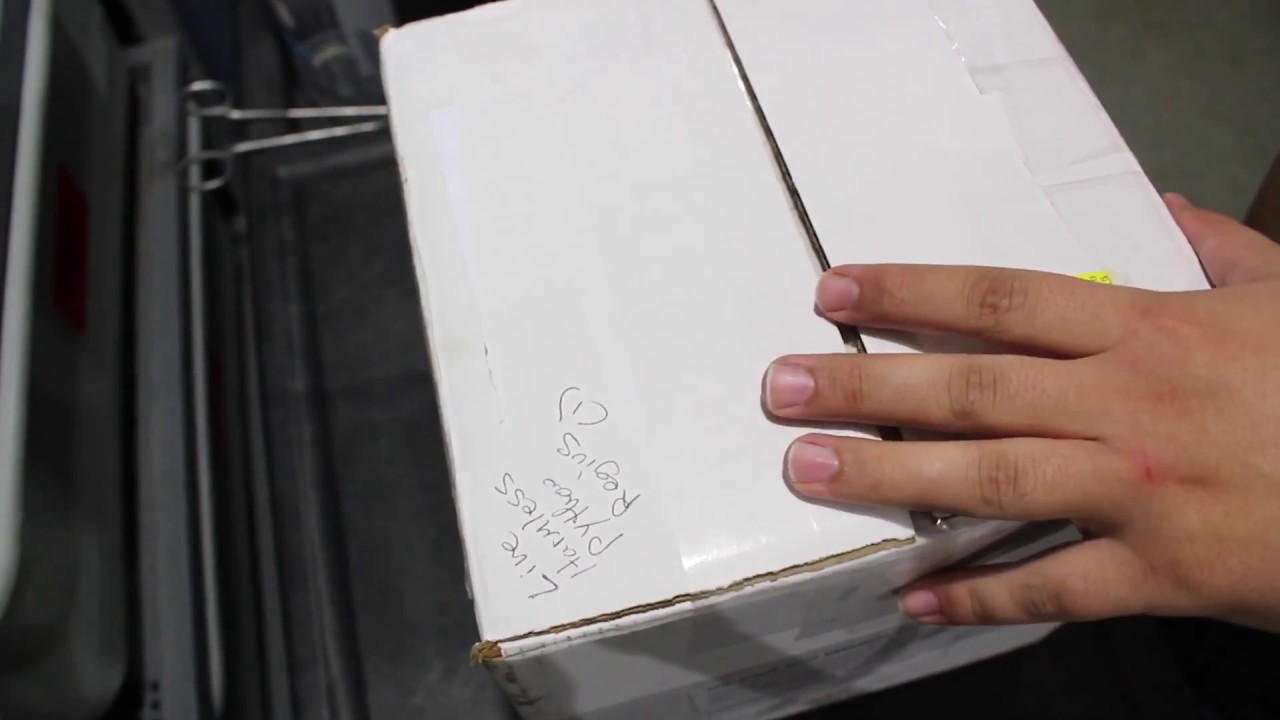Unboxing a New Ball Python Morph!