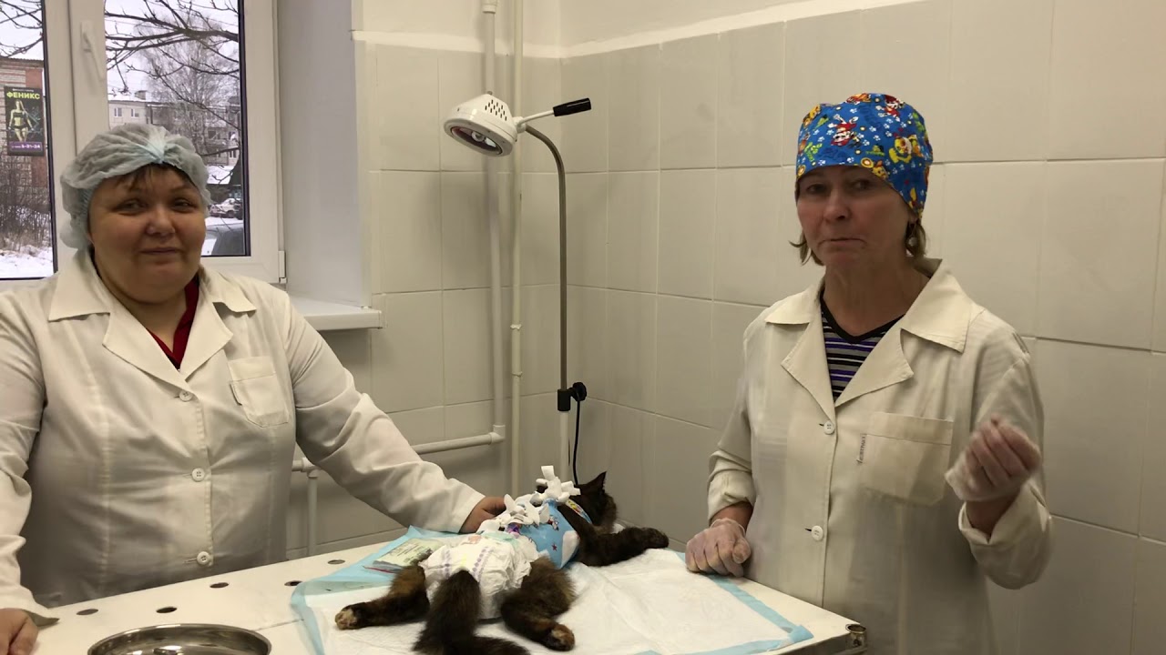 В гости к ветеринарам 🐐🐈🐇🐂🐕🐖
