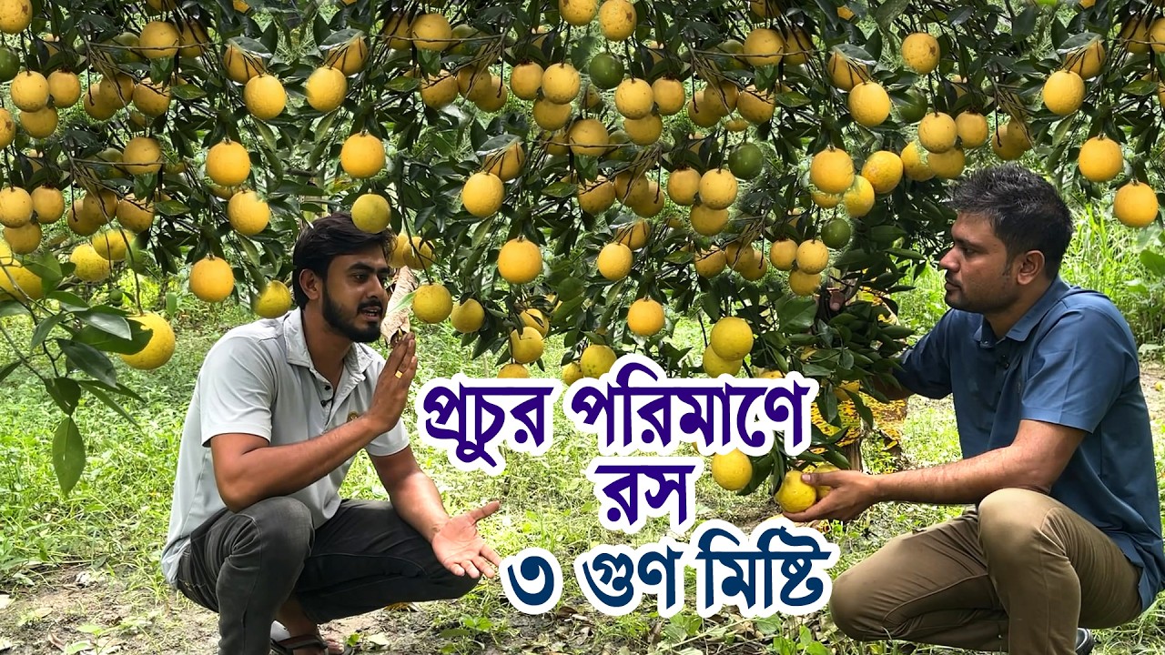 সবার আগে আগাম হলুদ মাল্টা তাই বাজারে দাম পাচ্ছি ভালো- হলুদ মাল্টা বাগান | Nil Bangla Krishi