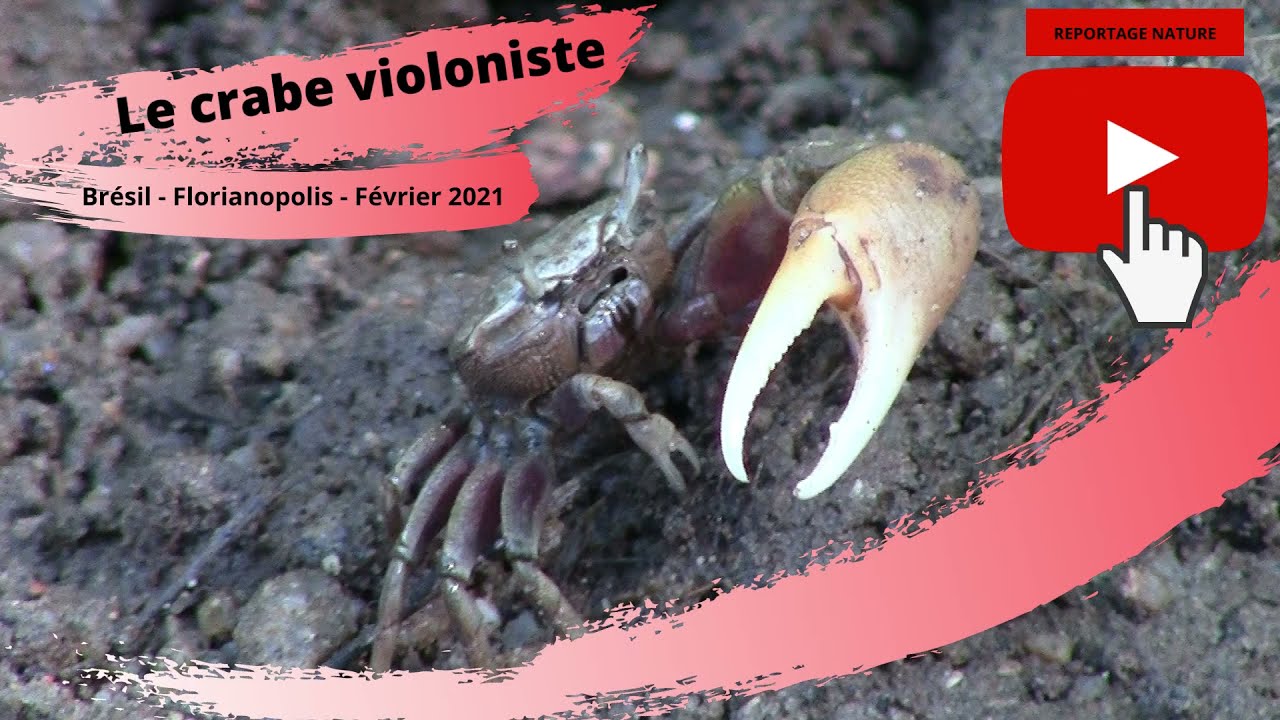 Les crabes violonistes et leur grosse pince - Reportage nature Brésil