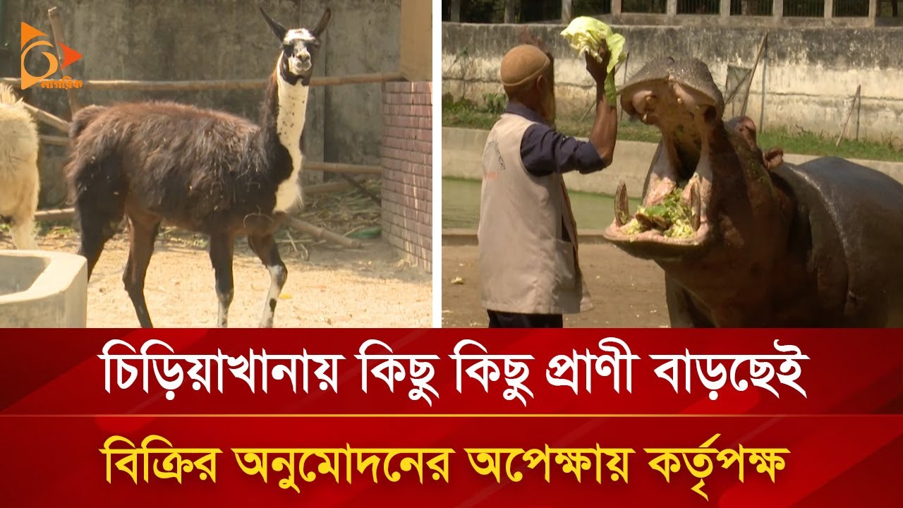 চিড়িয়াখানা থেকেই কিনতে পারবেন পছন্দের প্রাণী, কিভাবে? | Nagorik TV Special