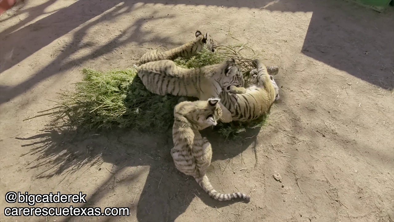 Kids Get a Christmas Tree! | Tiger Cub Hang Out