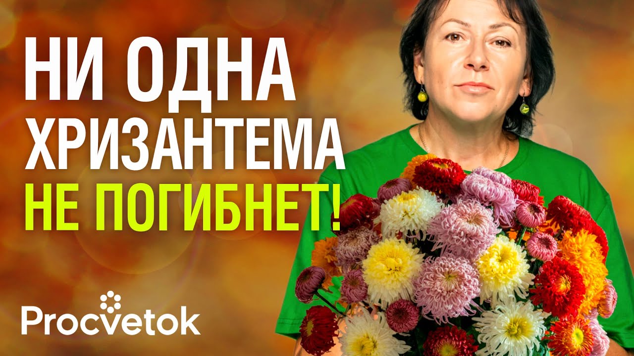 НЕ ВЫБРАСЫВАЙТЕ ВЕТОЧКИ ХРИЗАНТЕМ после обрезки! Вот как черенковать хризантему осенью