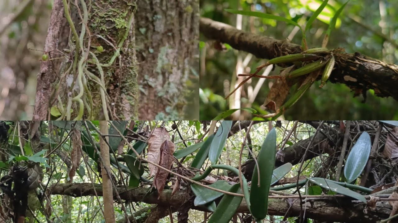 🌼Orquídeas na mata de pindaíba. habitat de algumas espécies, em meio a floresta.#orquídeas#natureza