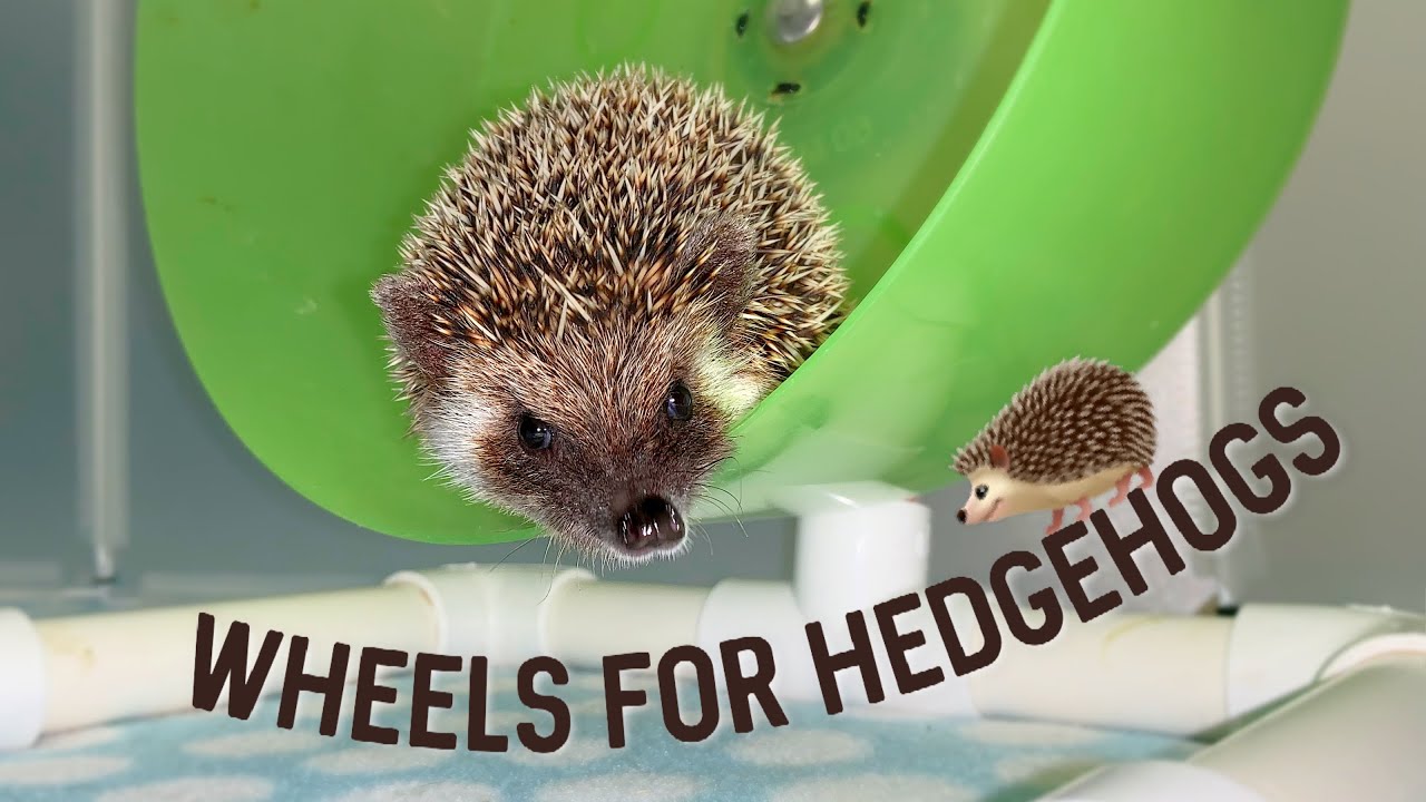 Wheels for Hedgehogs