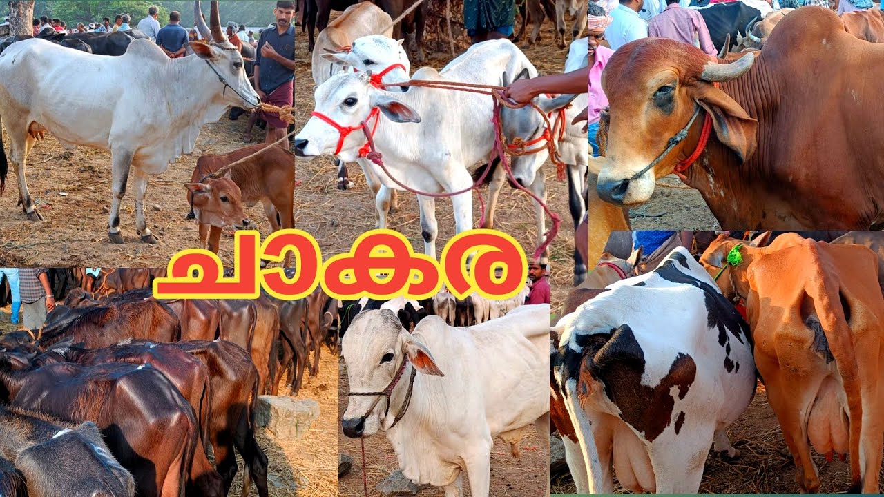 ചാകര | പെരുന്നാൾ ചൂടിൽ ചന്തകൾ | വിലസഹിതം | kuzhalmannam chantha | 2023 | Buffalo | TECH AND VLOGS