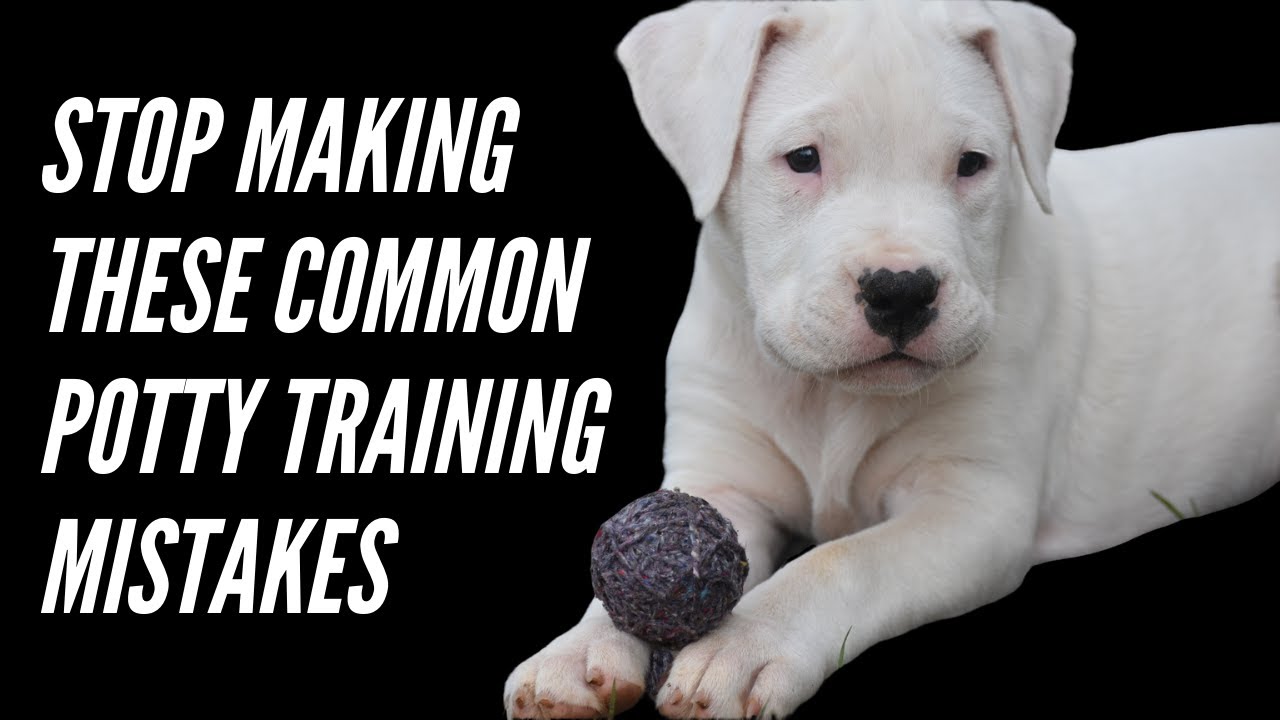 DOGO ARGENTINO PUPPY POTTY TRAINING MISTAKES TO AVOID + SOLUTIONS