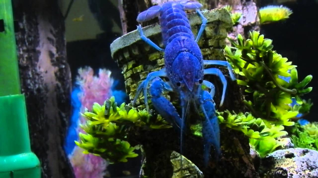 My Blue Crayfish at Work
