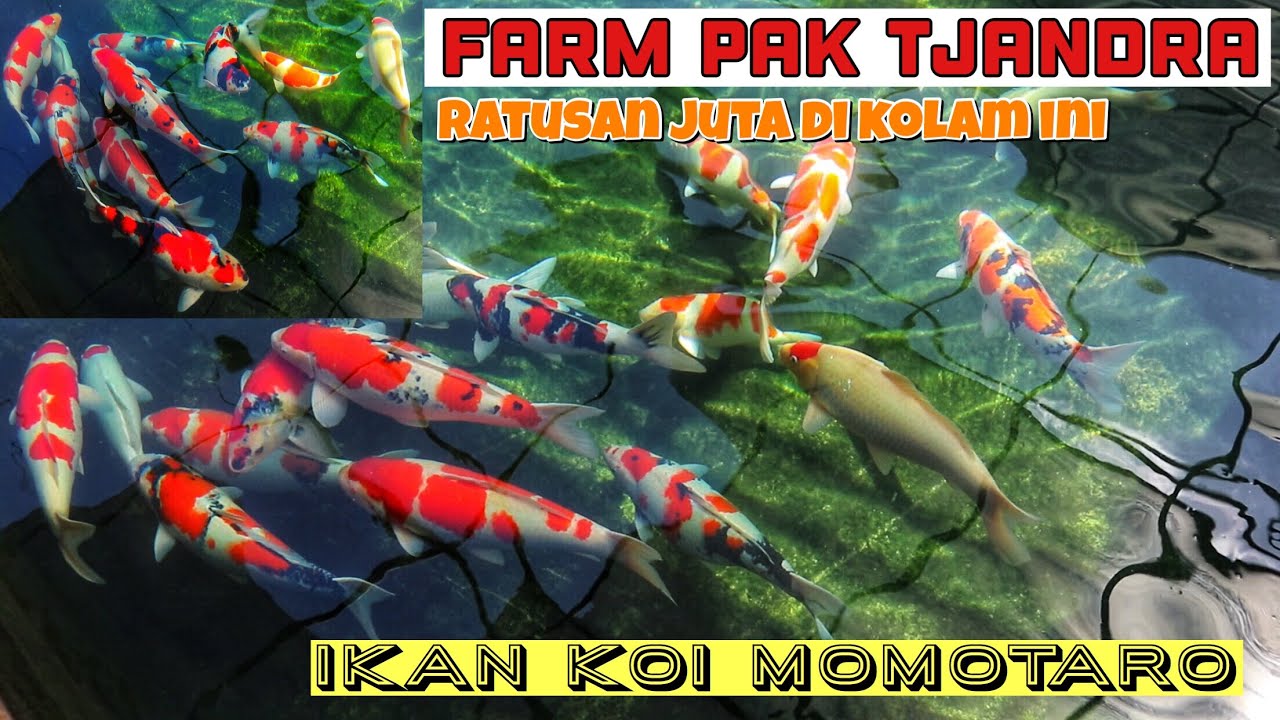Anakan koi impor | melihat lebih dekat ikan koi berkualitas farm pak chandra