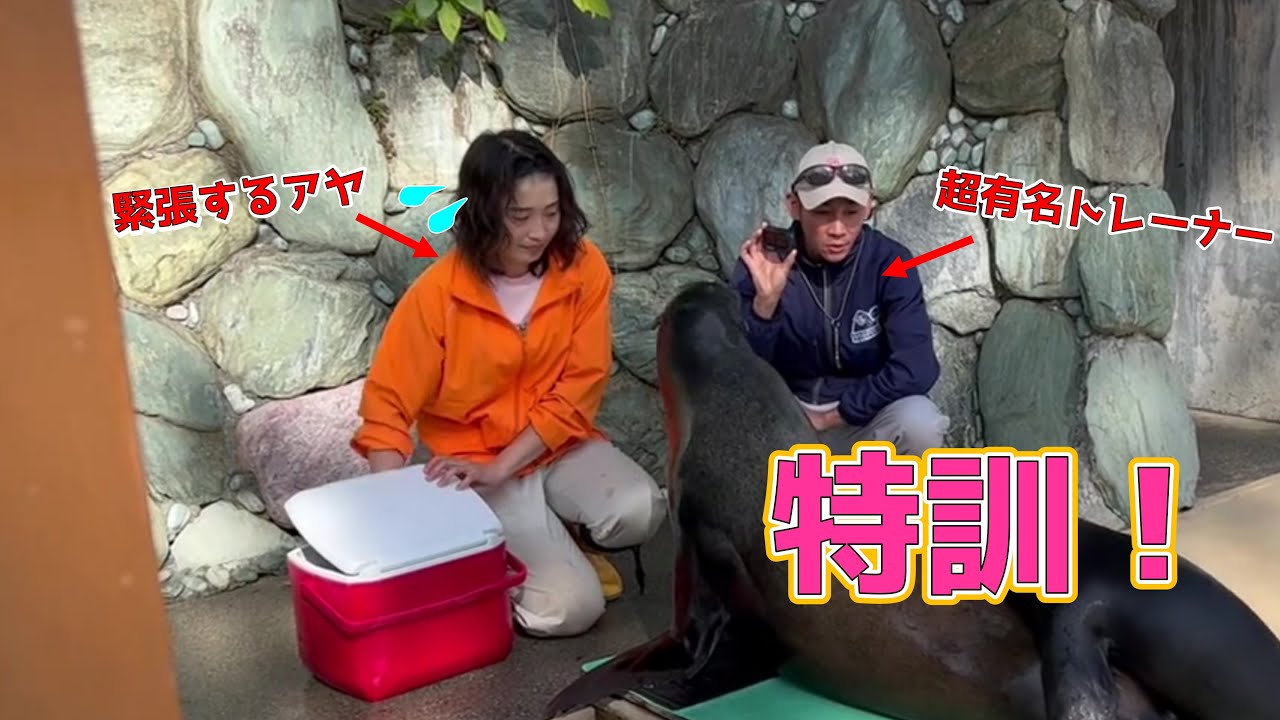 【桂浜水族館コラボその②】カリフォルニアアシカのトレーニングをやってみた