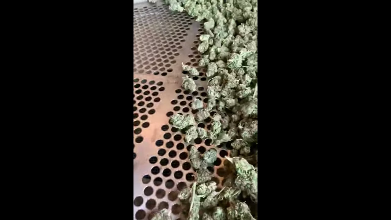 Farm Journal | Final Trim During Sorting