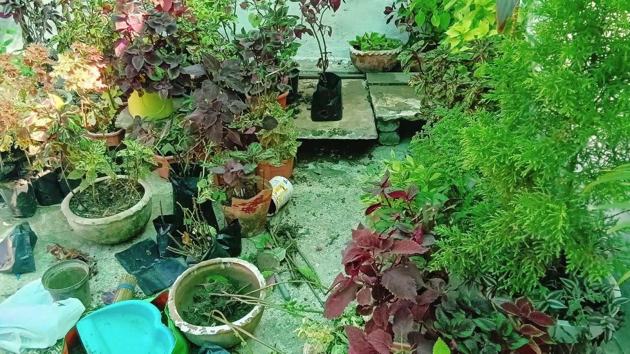 My Garden,I have a big and Beautiful garden in  my house, there are a lot of colourful flowers plant