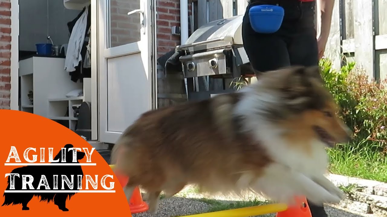 Shetland Sheepdog Agility training