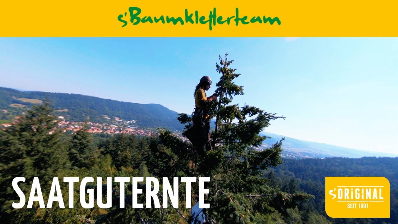 Saatguternte / Zapfenpflücken - s'Baumkletterteam