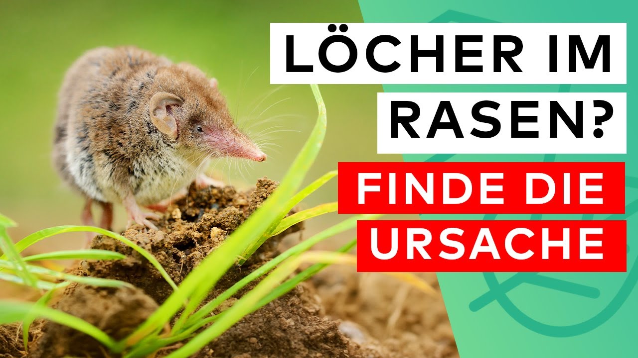 Löcher im Rasen? 🐁🦔 Finde die tierischen Verursacher!