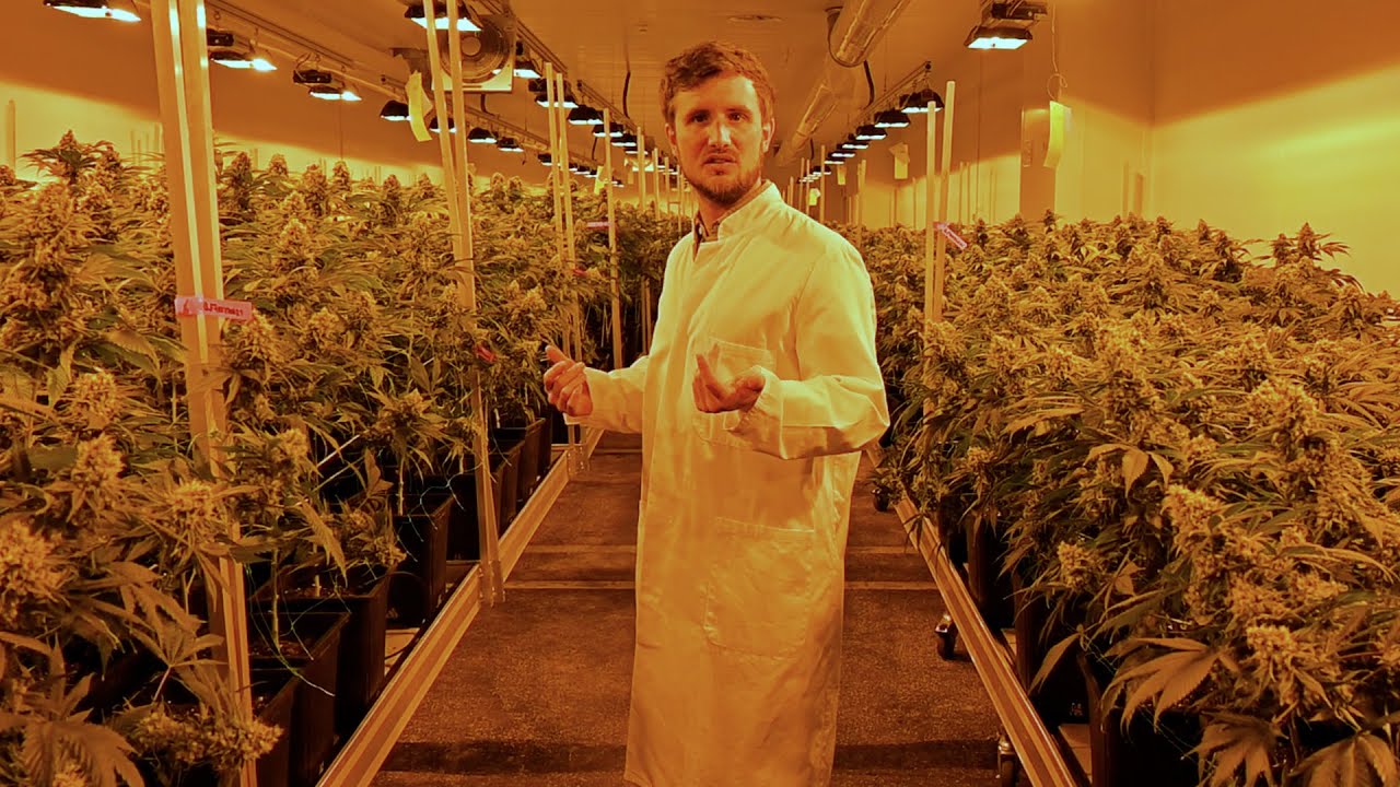 So wird Cannabis in Wien legal angebaut