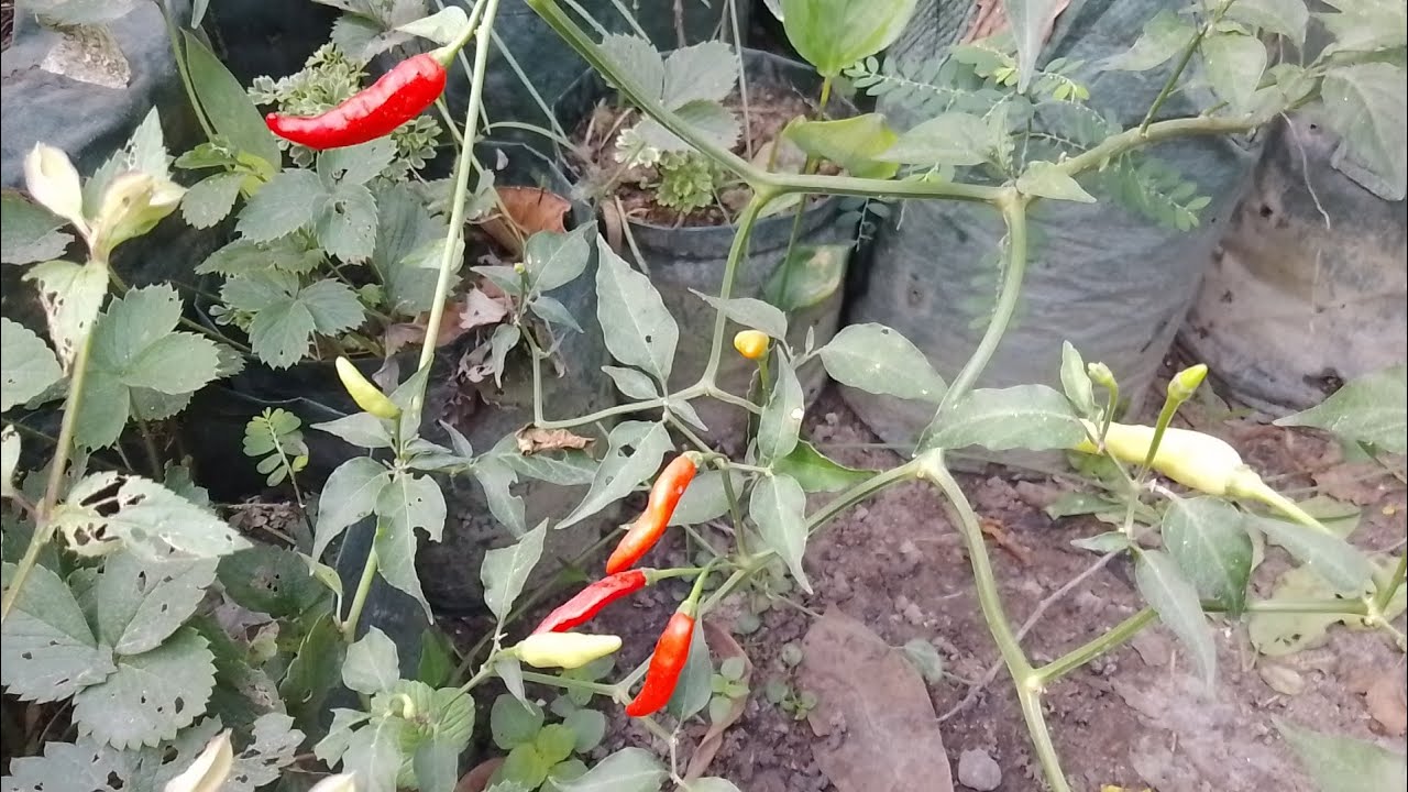 Subur banget cabenya 
