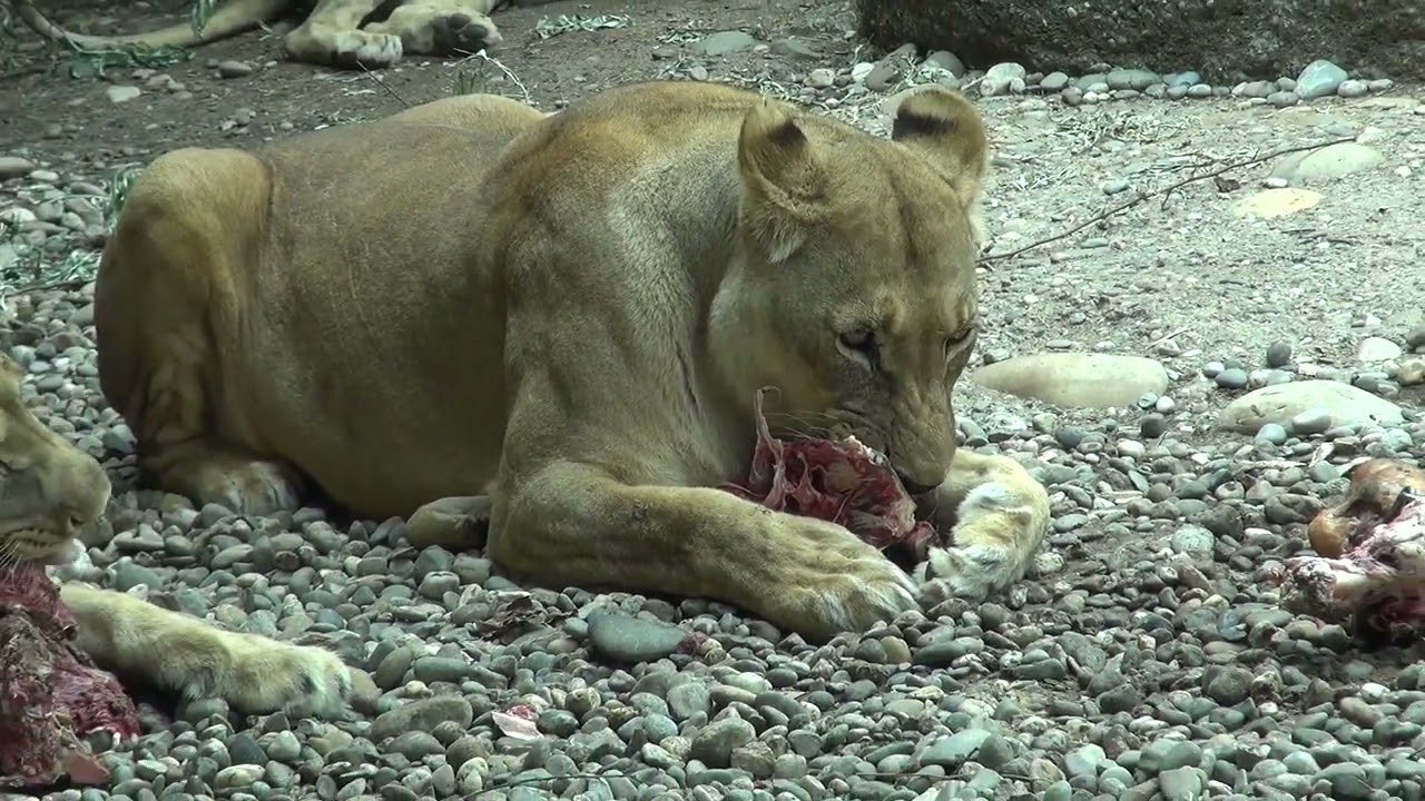Une visite d'un zoo Zurich