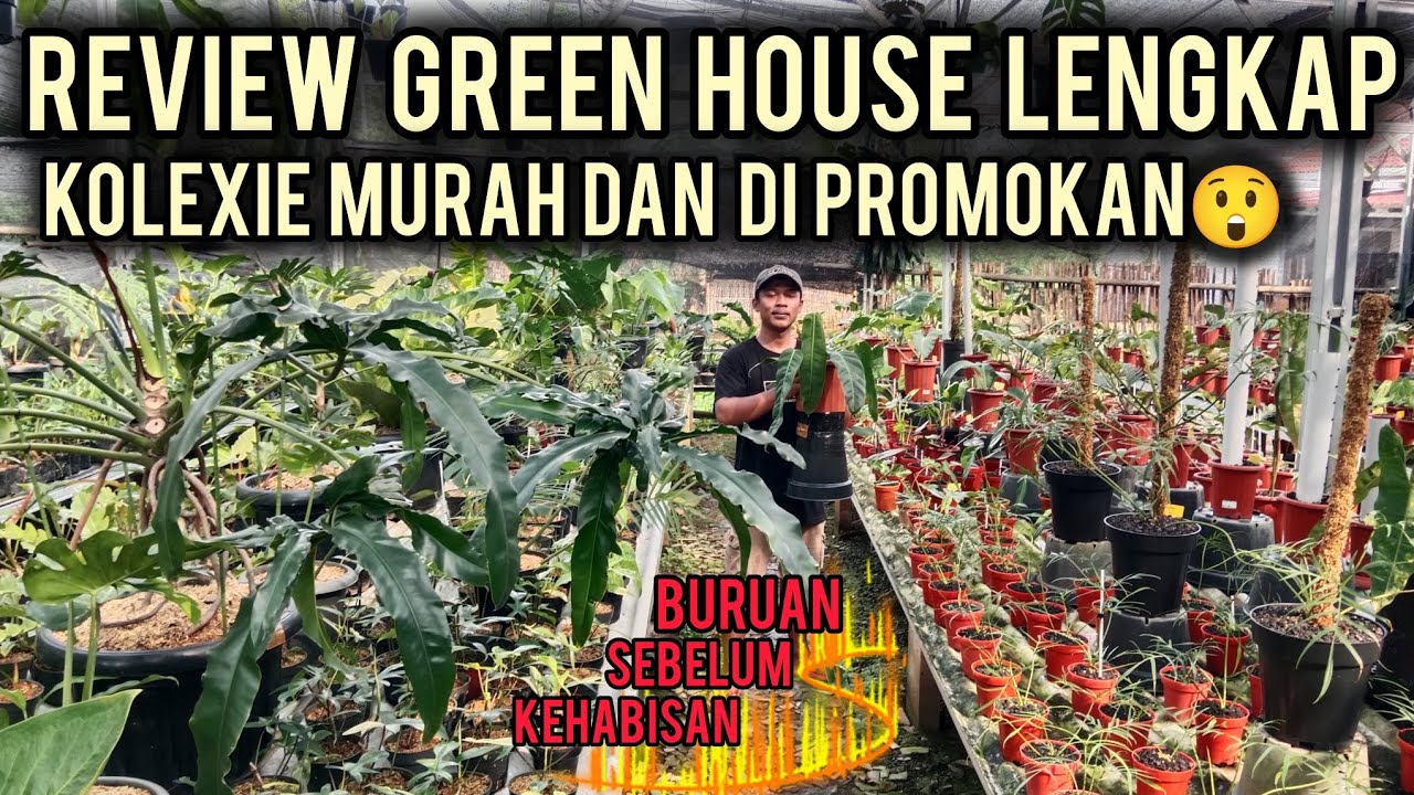 REVIEW GREEN HOUSE LENGKAP‼️KOLEXIE MURAH DAN DI PROMOKAN⁉️😲