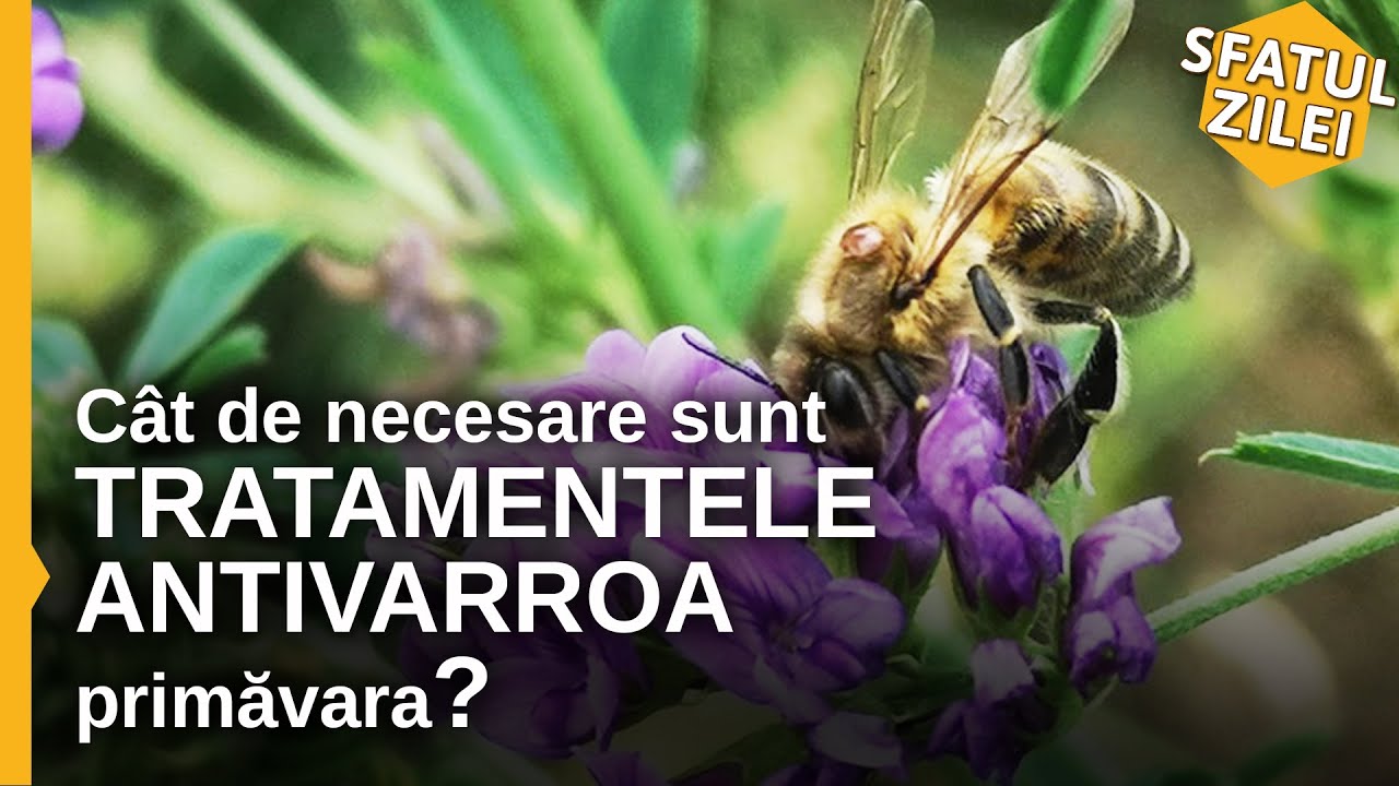 Cat de necesare sunt tratamentele antivarroa primavara