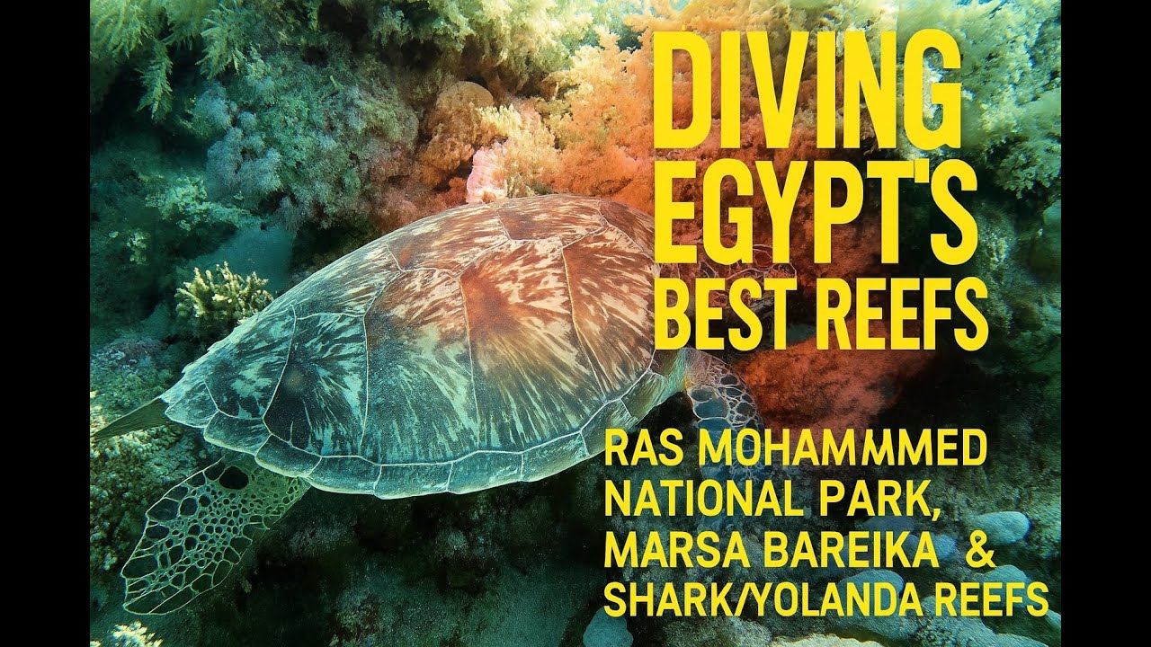 Epic Dive at Ras Mohammed: Canyon, Arch & Wreck in 4K (2024 Red Sea Dive)