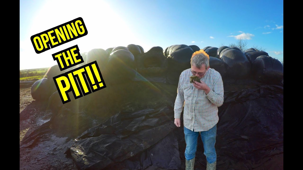 OPENING THE SILAGE PIT!!
