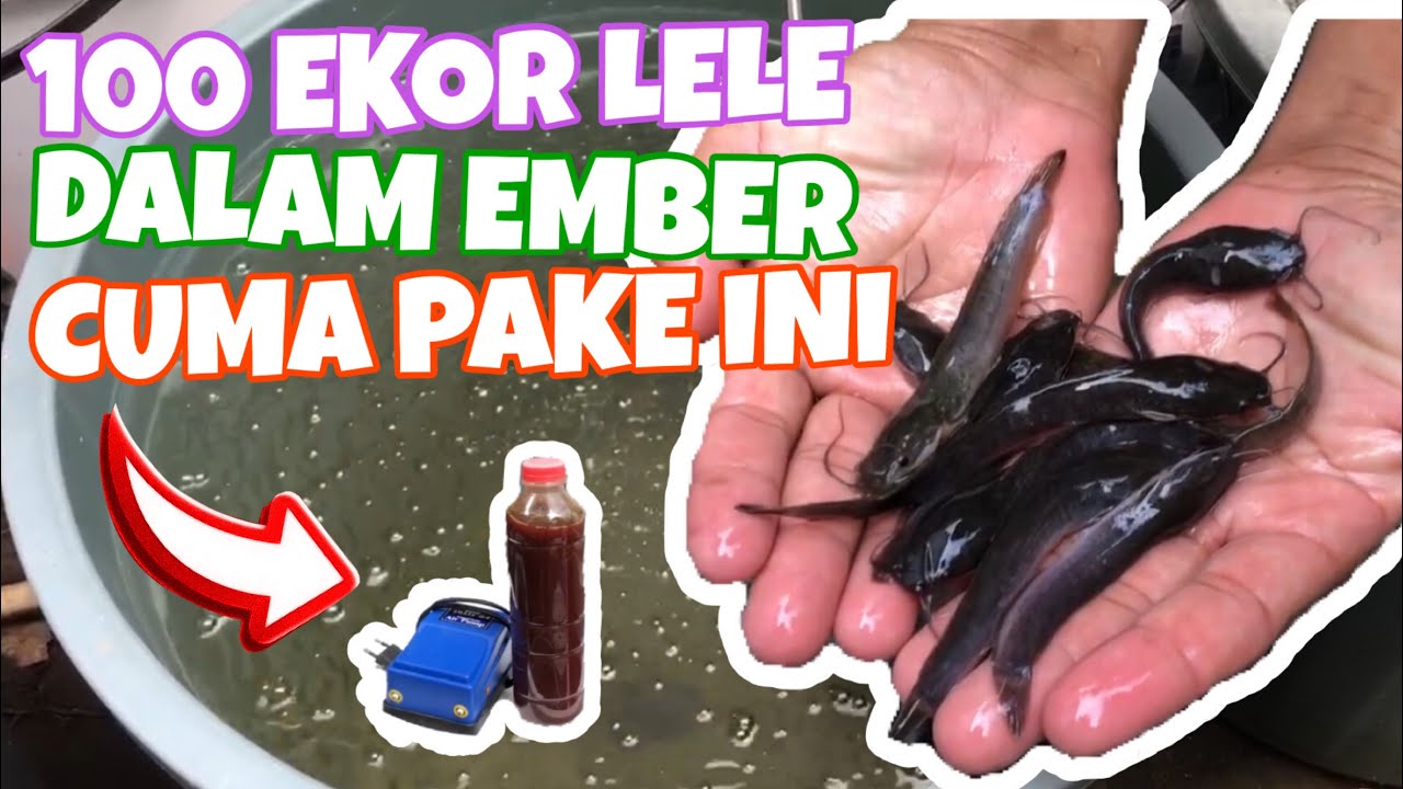 BUDIDAYA IKAN LELE Mudah dan Murah | Budikdamber