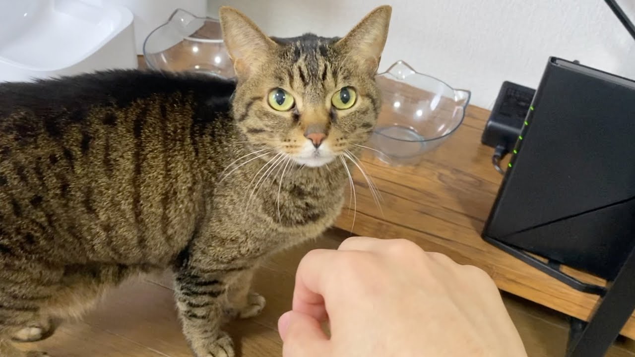 僕はもう絶対に噛まれません！！