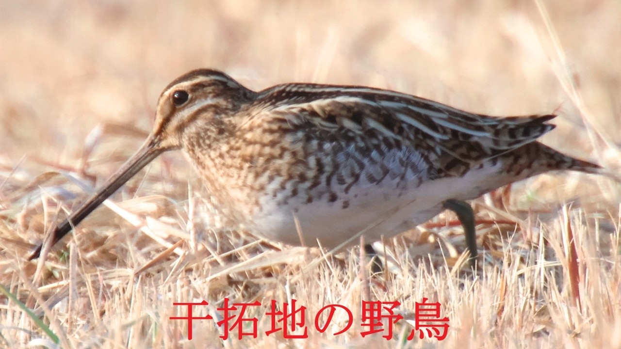 2月前半干拓地の野鳥（タシギ、イソシギ、タゲリ、ケリ、ノスリ（カラス）、ホシムクドリ、キジバト、モズ、ヒバリ）