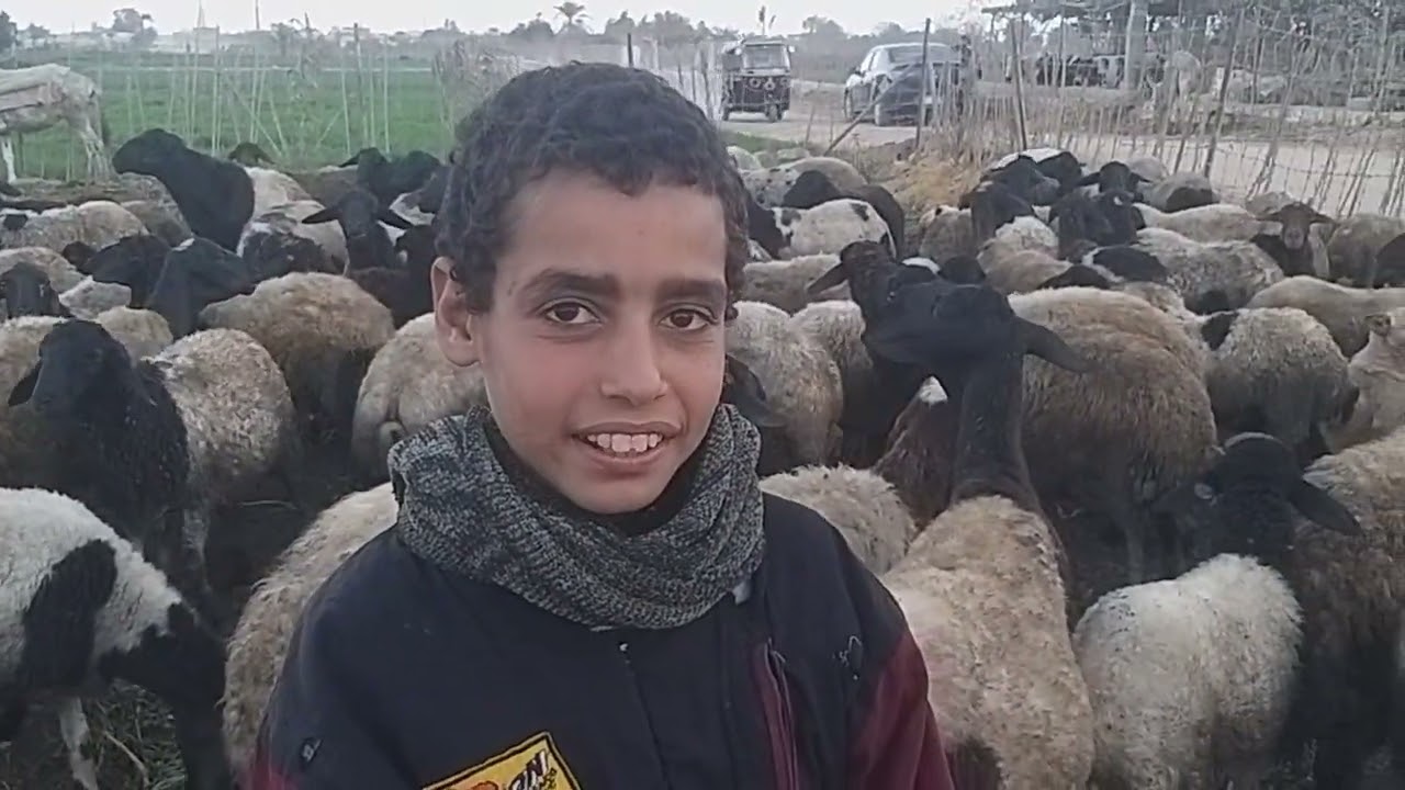 عم رمضان وابنه محمد ورعي الاغنام ساعه المغربيه