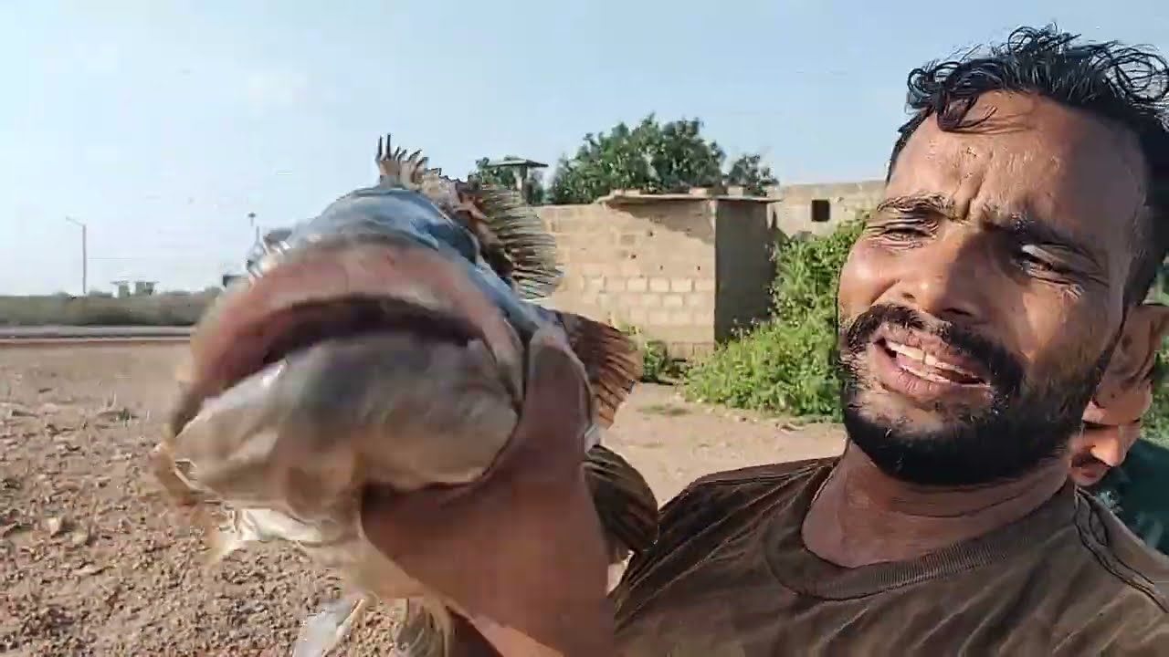 grouper hamour 10kg   gissar 10kg