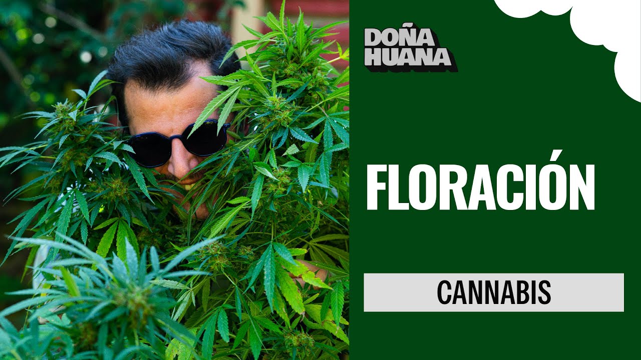 ETAPA DE FLORACI&Oacute;N - FERTILIZANTES - BOOSTER - MELAZA - BIOESTIMULANTE - CULTIVO PARA AVANZADOS