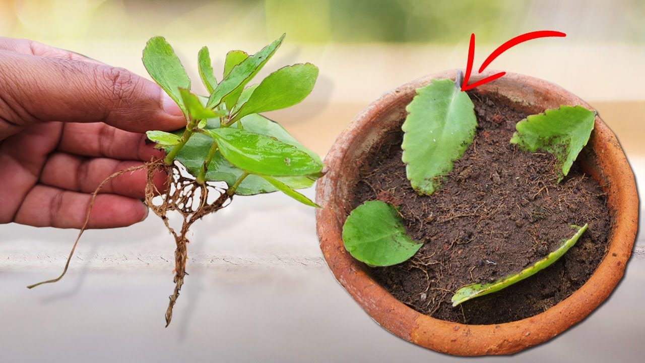 Shocking Results! Propagate Plants from a Single Leaf