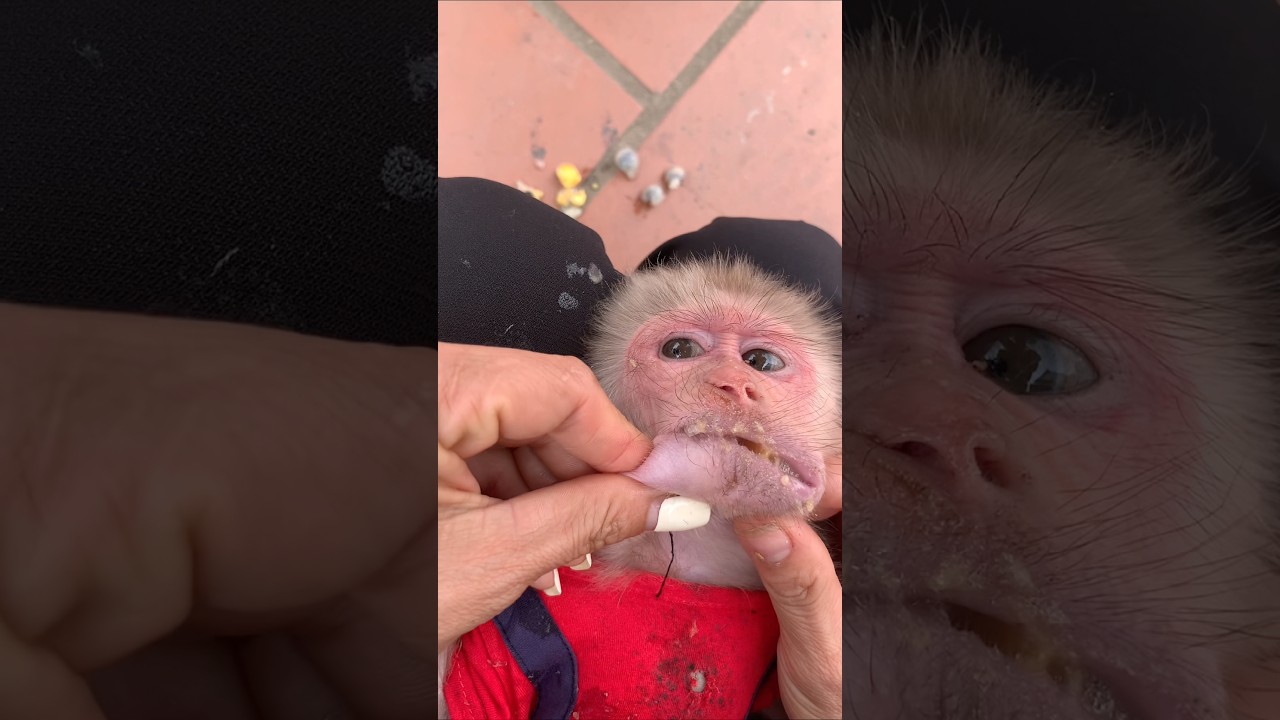 The mother monkey helps her baby monkey remove fruit seeds from its mouth.