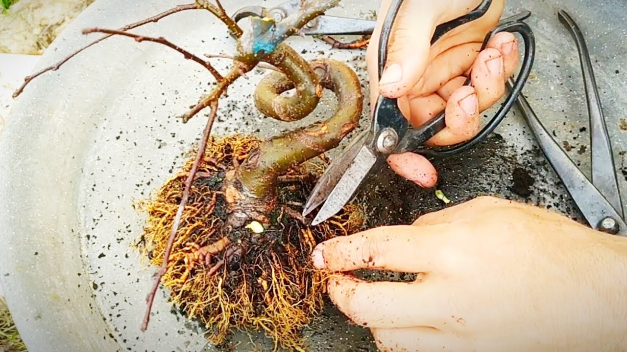 trasplante y formación de nebaris en manzanos pre bonsai