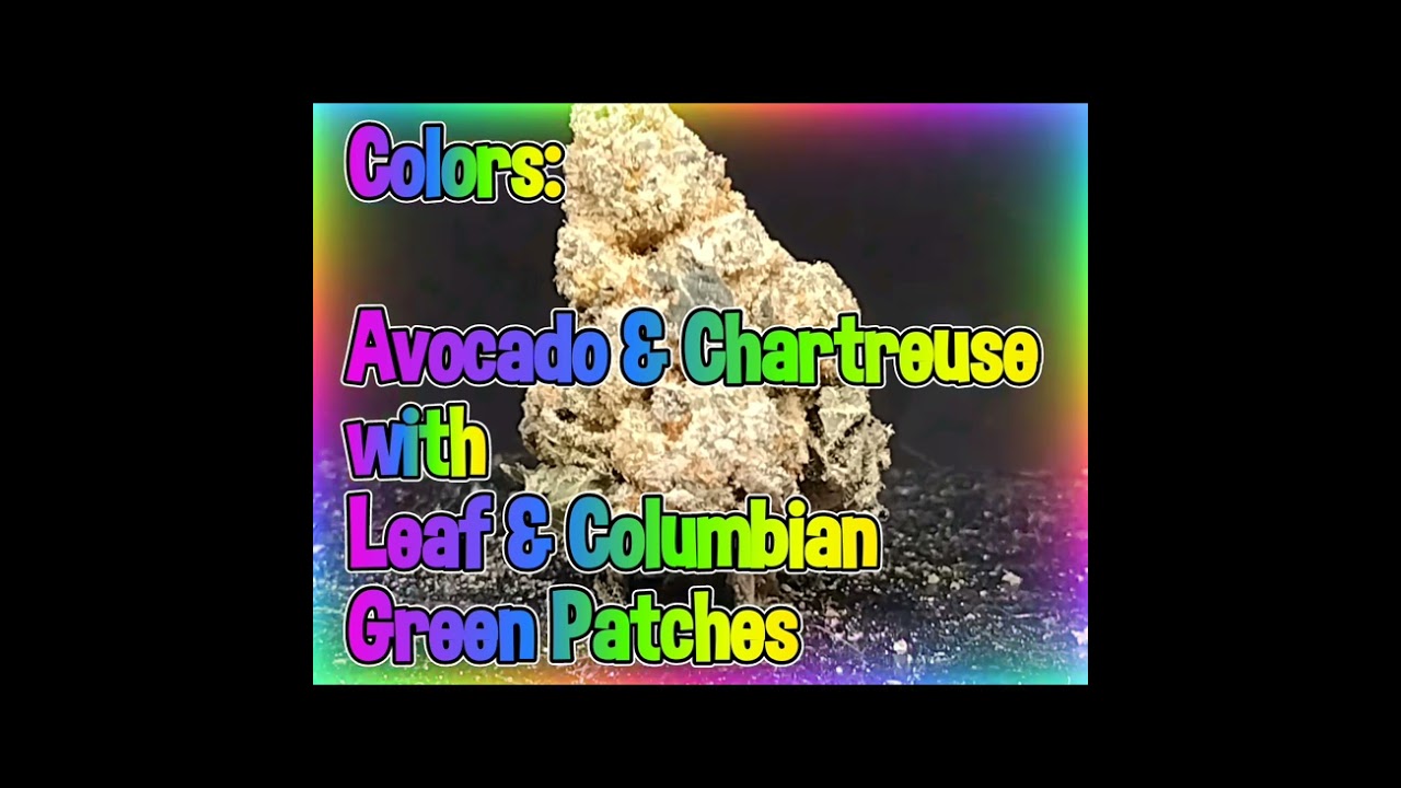 Larry Burger FKA Han Solo Burger (IH) Strain Review Budpedia