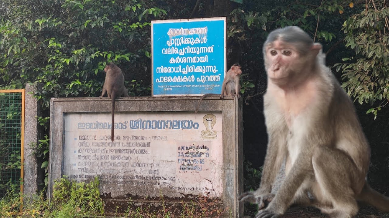 ഇടയിലക്കാട് കാവ് - കുരങ്ങുകൾക്ക് സദ്യ കൊടുക്കുന്ന കേരളത്തിലെ ഒരേയൊരു സ്ഥലം | Edayilekkadu |