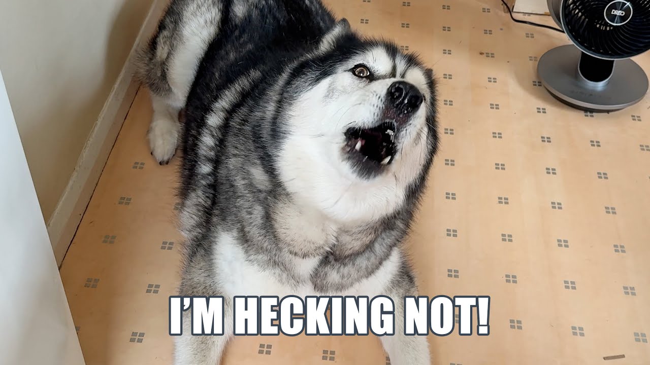 Talking Husky Offended By My Nickname For Him!
