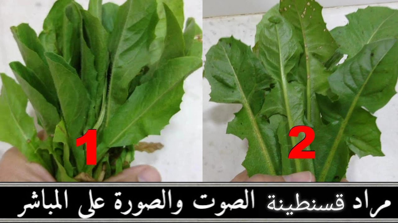 فيديو لمراد قسنطينة يقدم فيه غذاء الحسون المتمثل في نبتة تنمو في هذا الفصل كما وعدكم 2022