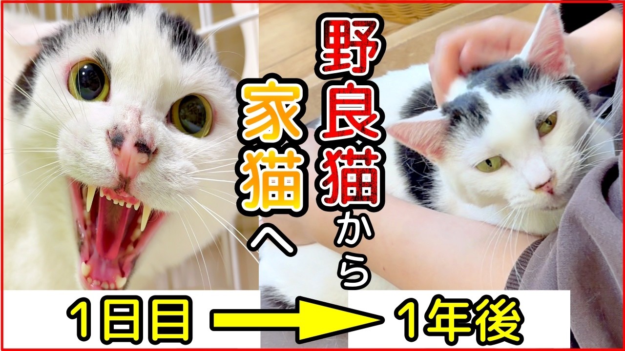 ゴミを漁っていた孤独な野良猫…１年後の“奇跡の変化”とは？【人馴れ訓練】