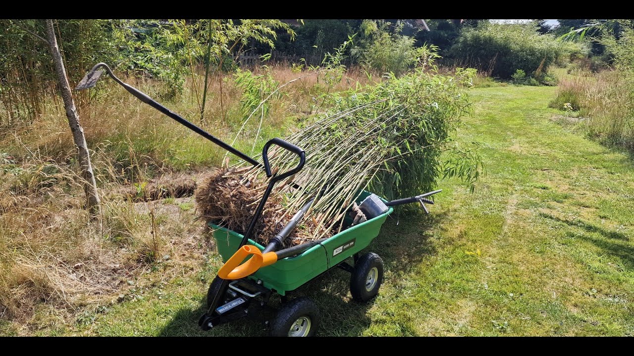 It is time to prune my Fargesia bamboo back into shape